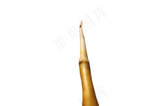 秋天的芦苇草禾本科