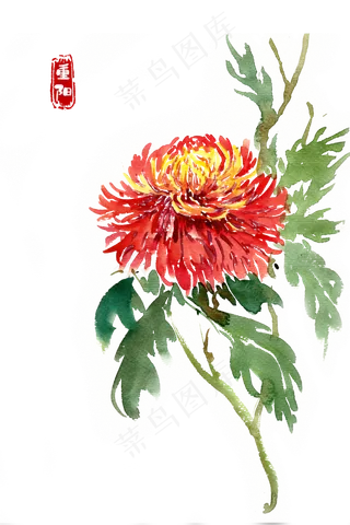 重阳节盛开的菊花