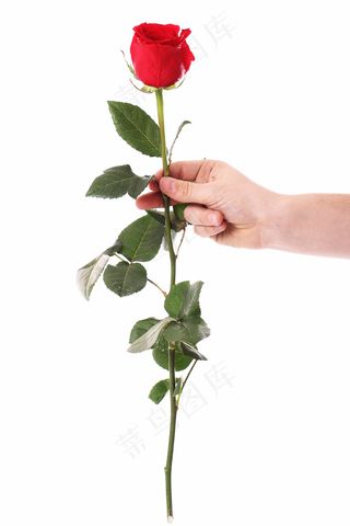 捧着红玫瑰
