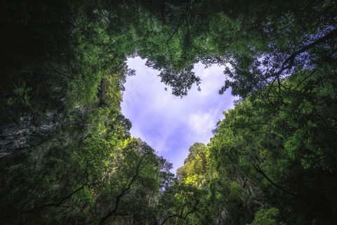 热带雨林天空的心形摄影。自然背景。