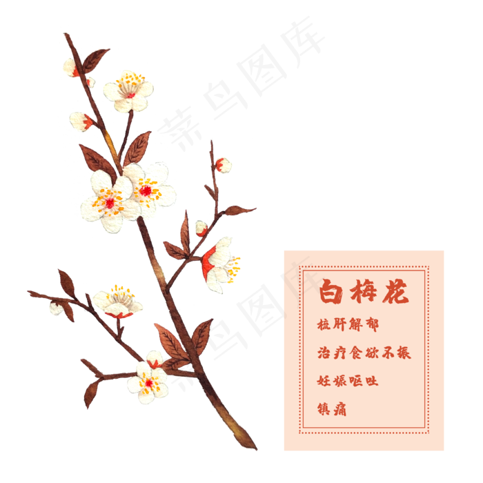 花类中草药白梅花腊月(2500X2500(DPI:300))psd模版下载
