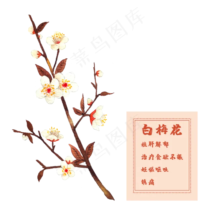 花类中草药白梅花腊月(2500X2500(DPI:300))psd模版下载