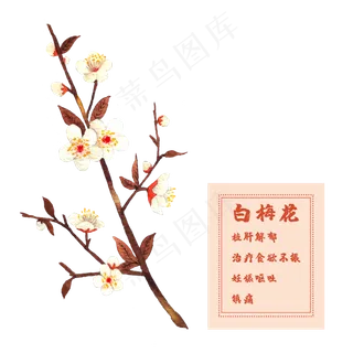 花类中草药白梅花腊月