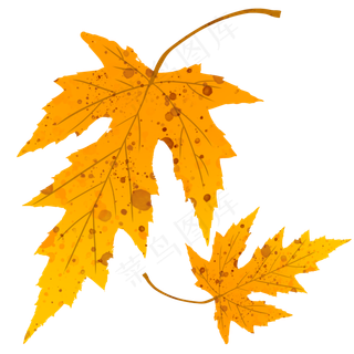 秋天金色枫叶落叶