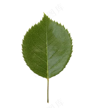绿色的叶片