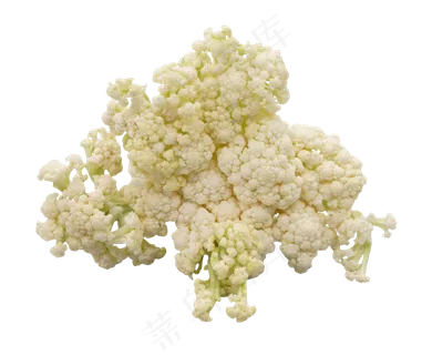 白色蔬菜花菜 白色蔬菜花菜