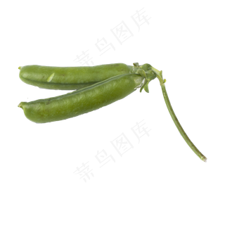 豌豆（png免抠）