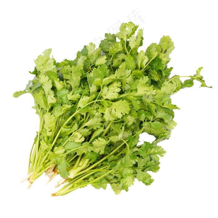 绿色蔬菜香菜(2500X2500(DPI:300))