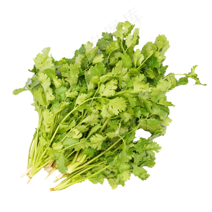 绿色蔬菜香菜(2500X2500(DPI:300))