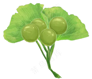 银杏叶果子秋天绿色手绘