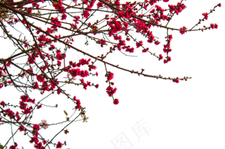 鲜艳的梅花盛开在树枝上