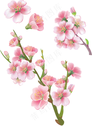 樱花开花植物免扣png