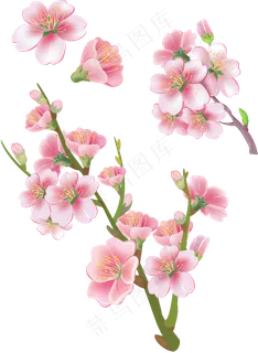樱花开花植物免扣png 樱花开花植物免扣png