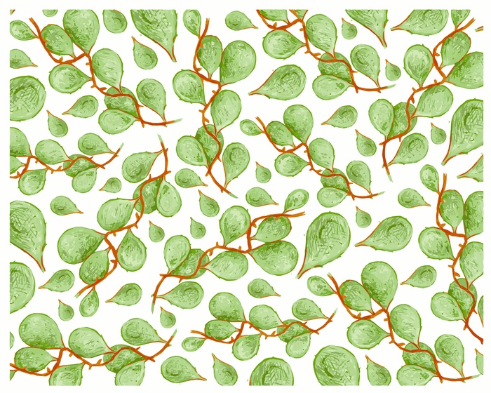 Dischidia imbricata 爬行植物上白色孤立