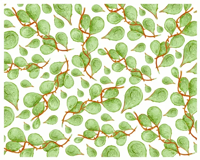 Dischidia imbricata 爬行植物上白色孤立eps,ai矢量模版下载