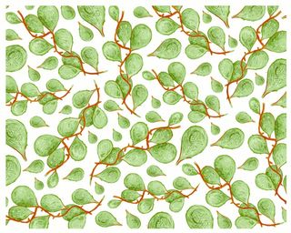 Dischidia imbricata 爬行植物上白色孤立