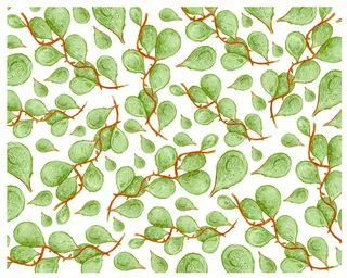 Dischidia imbricata 爬行植物上白色孤立