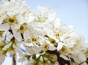 美丽的李子花