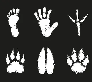 人类脚印和动物脚印。不同的野生动物插画