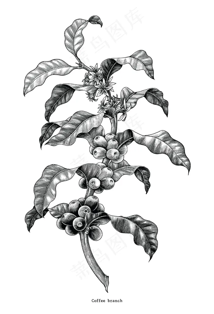 咖啡枝手绘复古剪贴画隔离在白色背景上eps,ai矢量模版下载