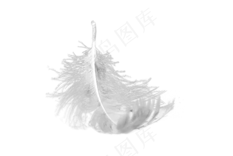 羽毛免扣素材