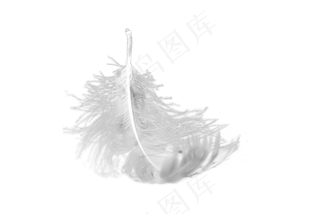 羽毛免扣素材