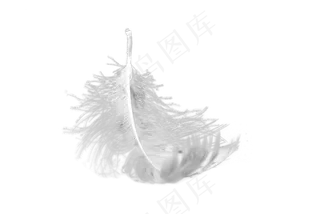 羽毛免扣素材