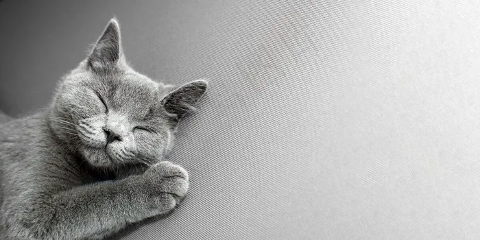 躺在灰色背景上的猫，