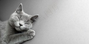 躺在灰色背景上的猫，