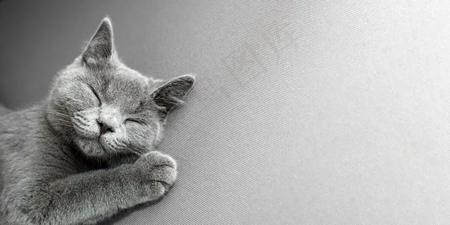 躺在灰色背景上的猫, 躺在灰色背景上的猫,