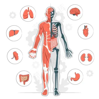 人体解剖学概念图