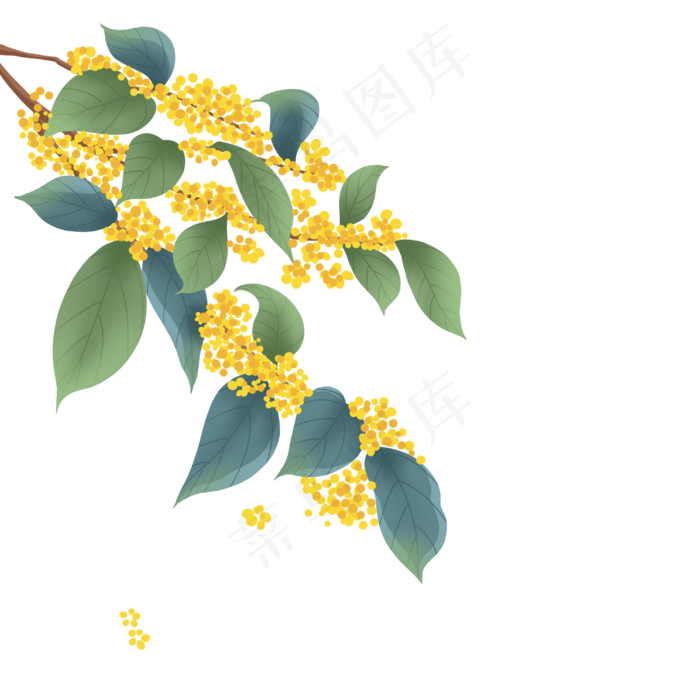 寒露桂花花枝(3000X3000(DPI:300))psd模版下载