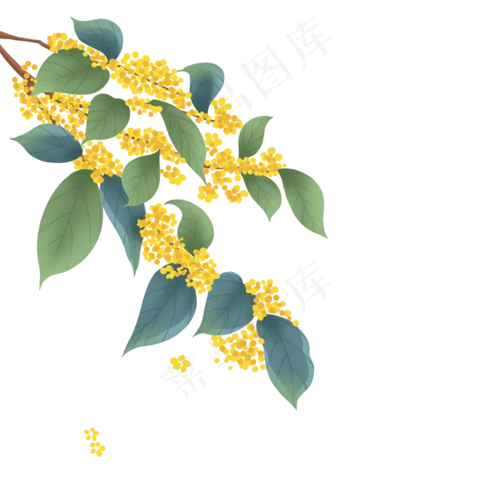 寒露桂花花枝(3000X3000(DPI:300))psd模版下载
