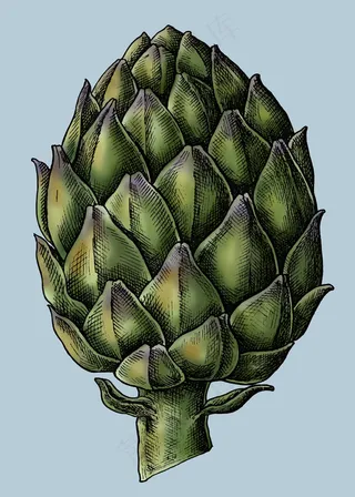 新鲜有机绿色朝鲜蓟载体