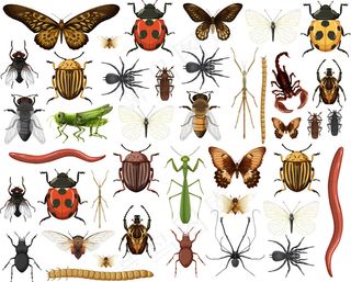 在白色背景上分离出不同的昆虫集合