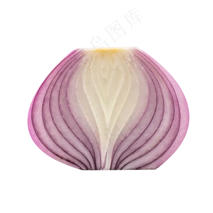 半个美味洋葱(4500*4500px 300 dpi )