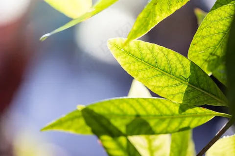 在阳光下把花园里的绿叶收起来。自然背景和复印空间。 在阳光下把花园里的绿叶收起来。自然背景和复印空间。