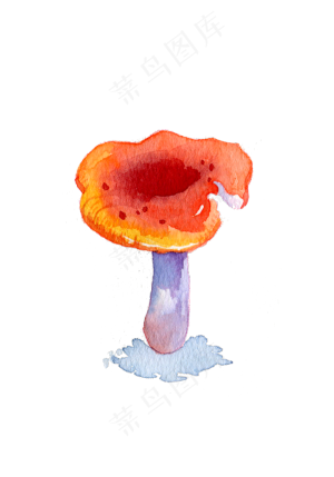 菌类蔬菜蘑菇食物