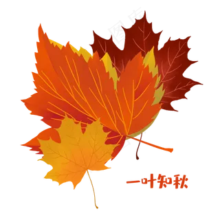 秋天枫叶素材