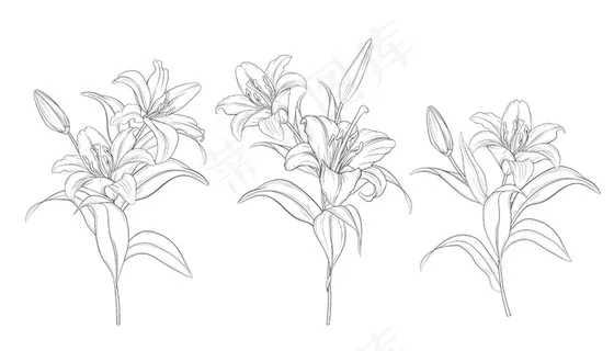 手绘美丽百合花束