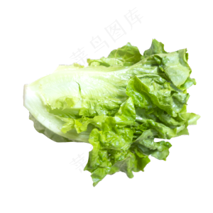 绿色生菜