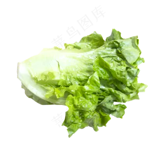 绿色生菜 绿色生菜