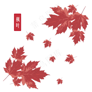 立秋秋季枫叶png矢量图