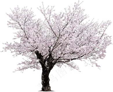 樱花开花植物免扣png