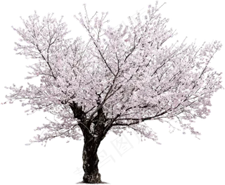樱花开花植物免扣png