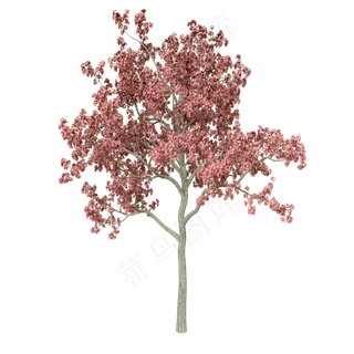粉色的树