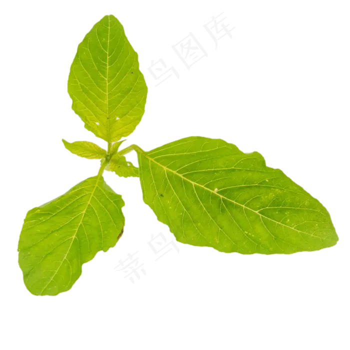 蔬菜叶子(2000*2000px 300 dpi )