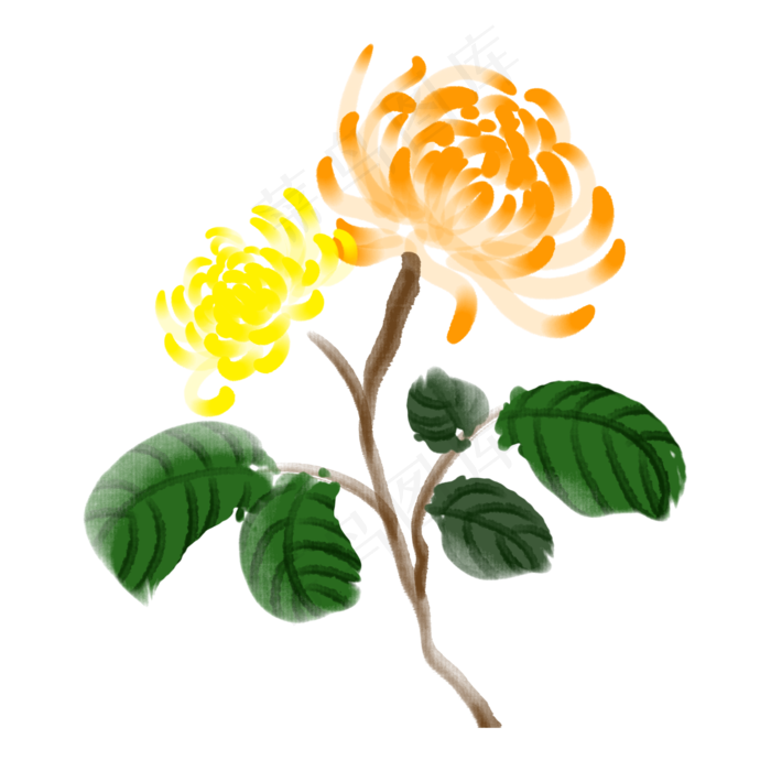 秋分时节黄色菊花(2000X2000(DPI:300))psd模版下载