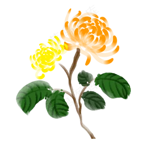 秋分时节黄色菊花