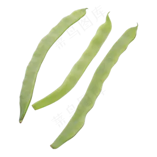 绿色的有机四季豆